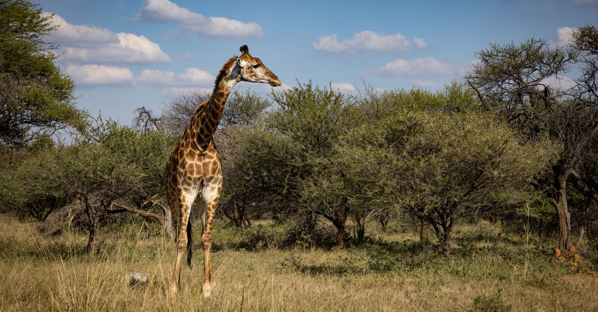 6 Days Kenya Safari from India: Sample Itinerary and Full Costs 6 Days Kenya Safari from India: Sample Itinerary and Full Costs
