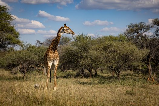 A giraffe stands tall among acacia trees under a bright blue sky in the African savanna.