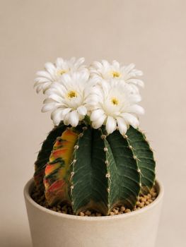 A cactus with white flowers in a pot on a neutral background, showcasing minimalist decor.