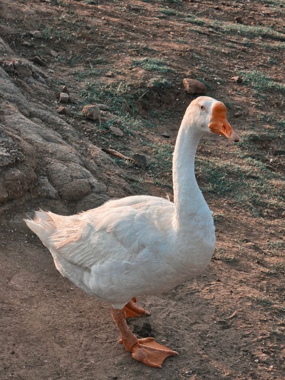 Majestic White Goose in Natural Habitat · Free Stock Photo