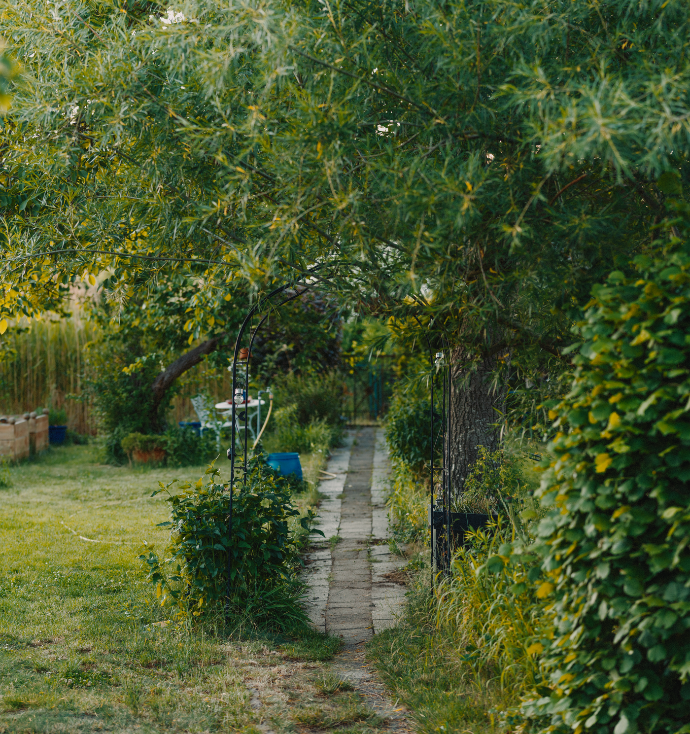 A tranquil garden path under a shady canopy of greenery (stock photo)