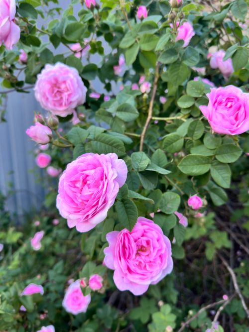 Free Close-up of bright pink roses in bloom against green leaves, depicting summer beauty. Stock Photo
