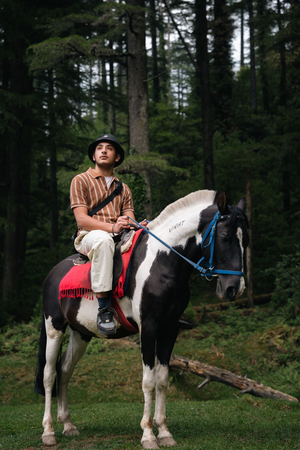 Man Horseback Riding in Dalhousie Forest · Free Stock Photo
