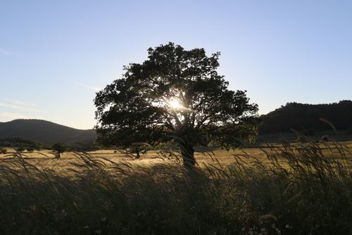 Free Captivating sunset view in Akhisar, Türkiye, with a lone tree in a peaceful field. Stock Photo