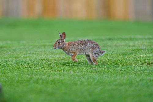 Free A wild cottontail rabbit in motion on green grass, showcasing its natural habitat. Stock Photo