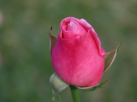 A detailed shot of a pink rose bud in full bloom, captured outdoors in Sydney, Australia.