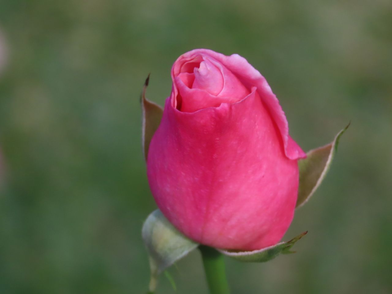 a detailed shot of a pink rose bud in full bloom captured outdoors in