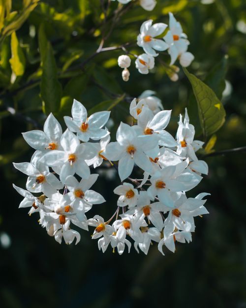 Free Beautiful cluster of blooming white jasmine flowers with vibrant green leaves in natural sunlight. Stock Photo
