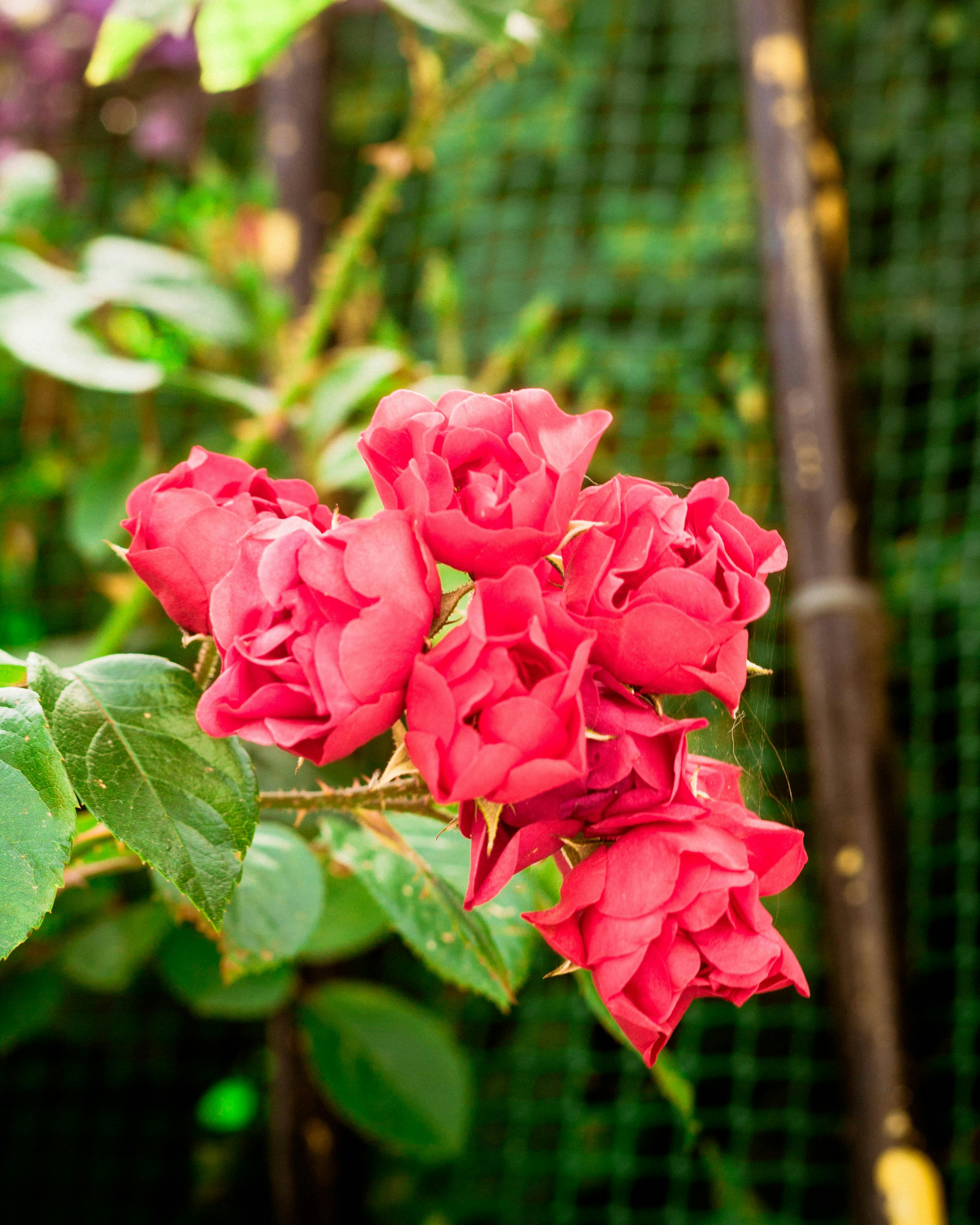 [ColoSach]-close-up-of-vibrant-red-roses-blooming-against-a-lush-green-backdrop,-capturing-nature's-beauty.