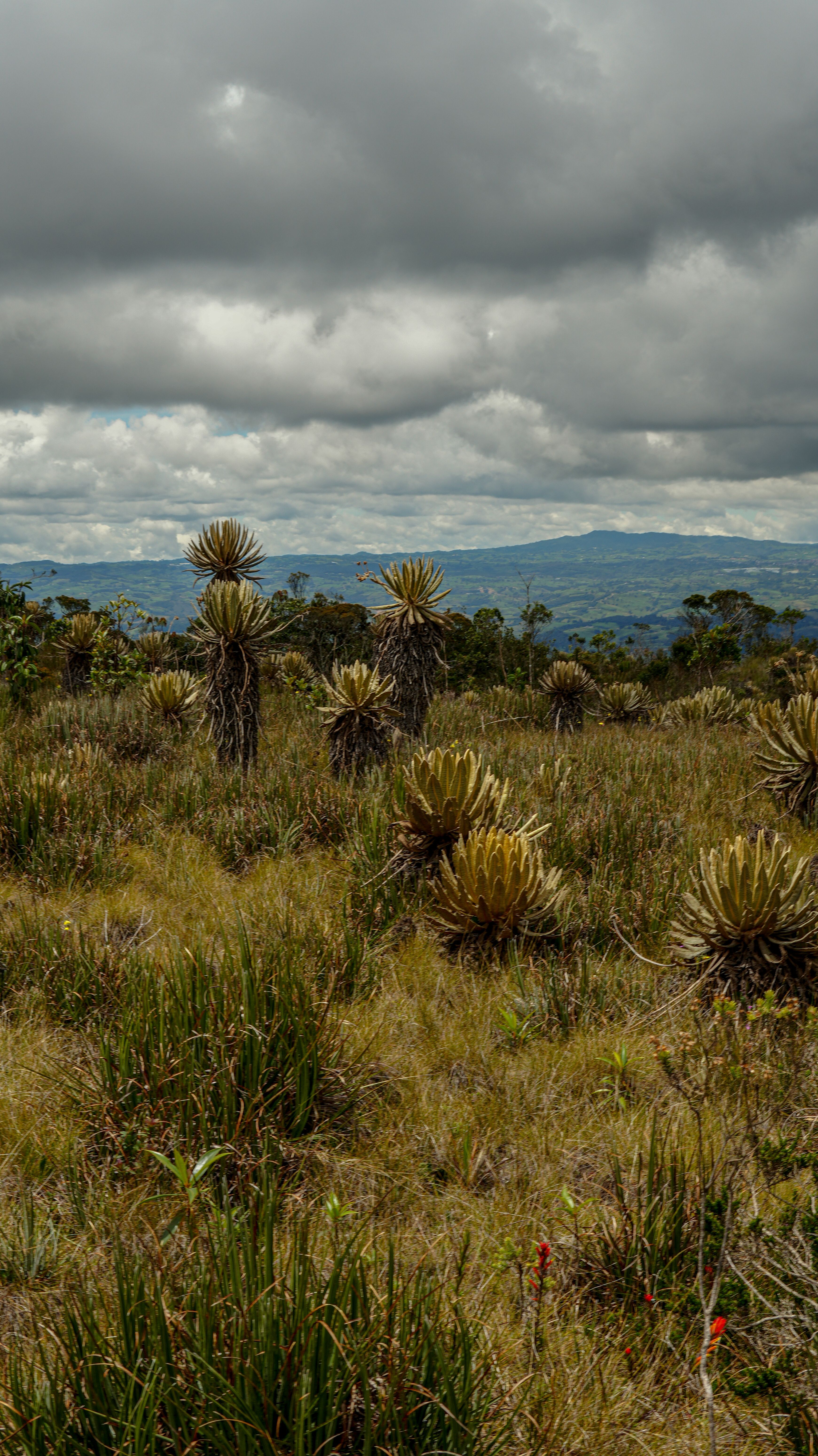 Fotomural Explora el impresionante paisaje del páramo de Antioquia, Colombia, con sus singulares plantas de Espeletia bajo un cielo espectacular.