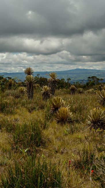 Fotomural Explora el impresionante paisaje del páramo de Antioquia, Colombia, con sus singulares plantas de Espeletia bajo un cielo espectacular.