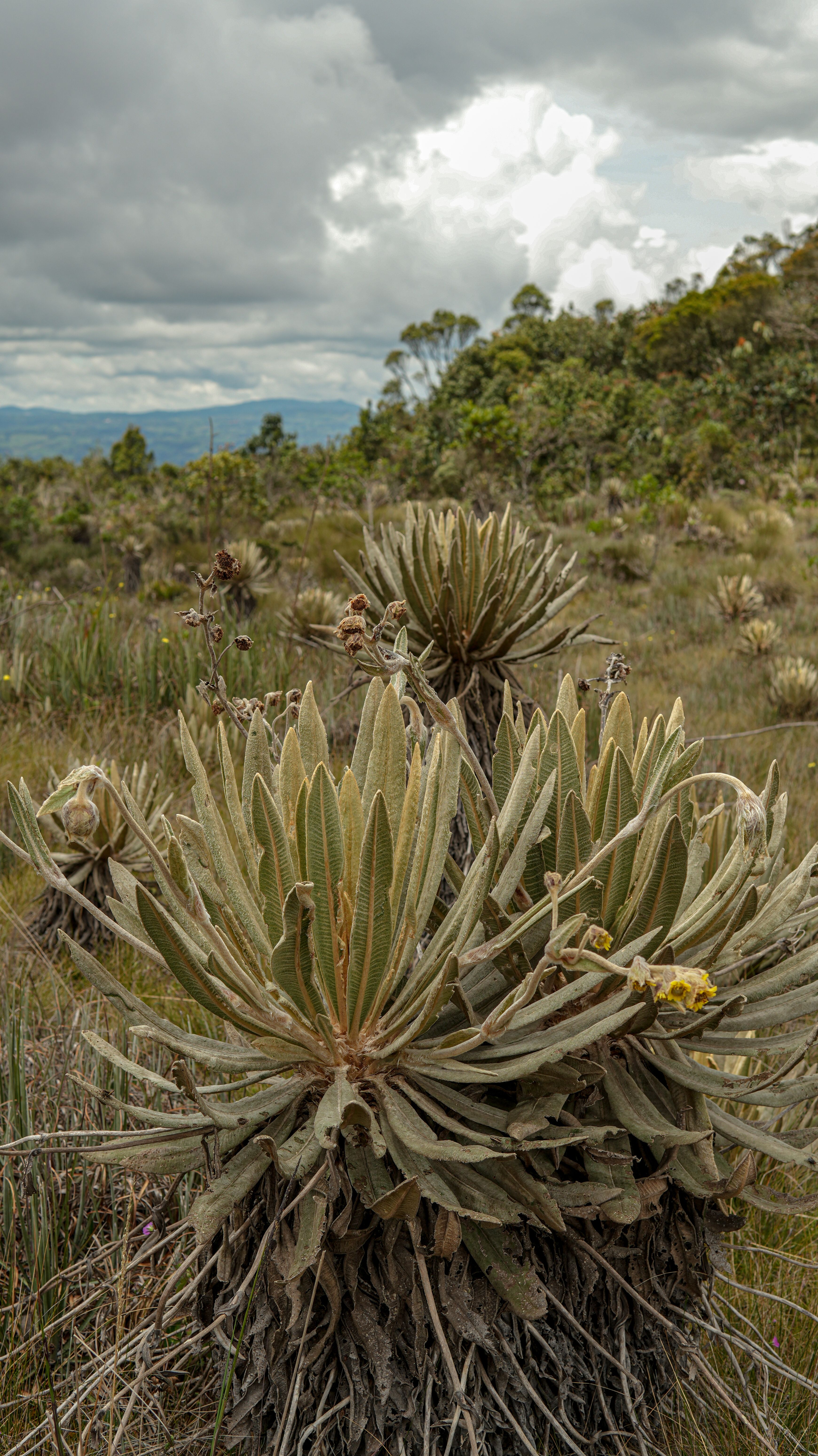 A scenic view of frailejones in the paramo landscape of Antioquia, Colombia.