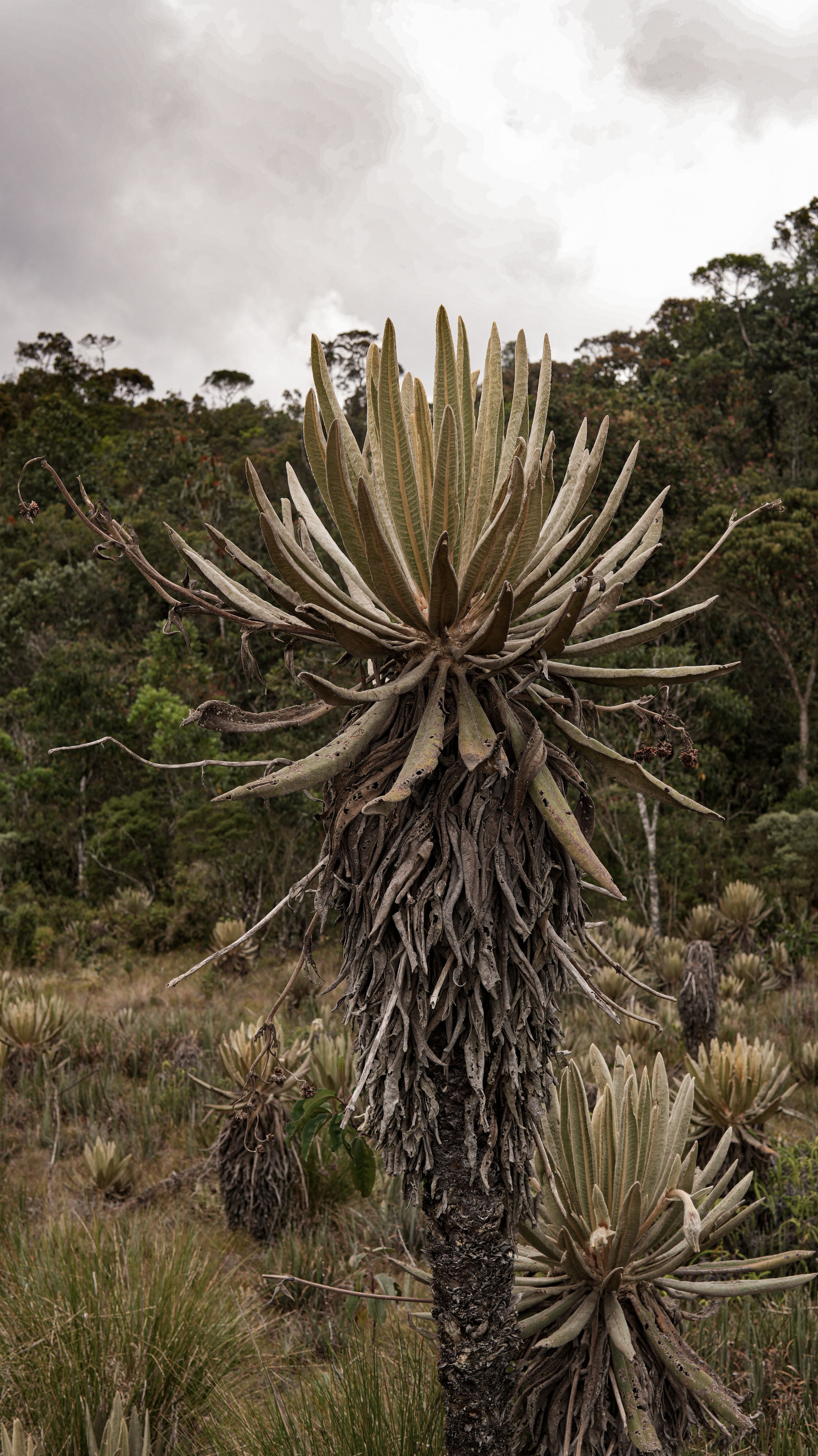 A detailed view of frailejones plants in the unique paramo ecosystem of Antioquia, Colombia.