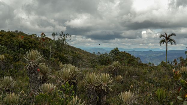 Expansive view of mountains and distinctive plants under a dramatic cloudy sky.