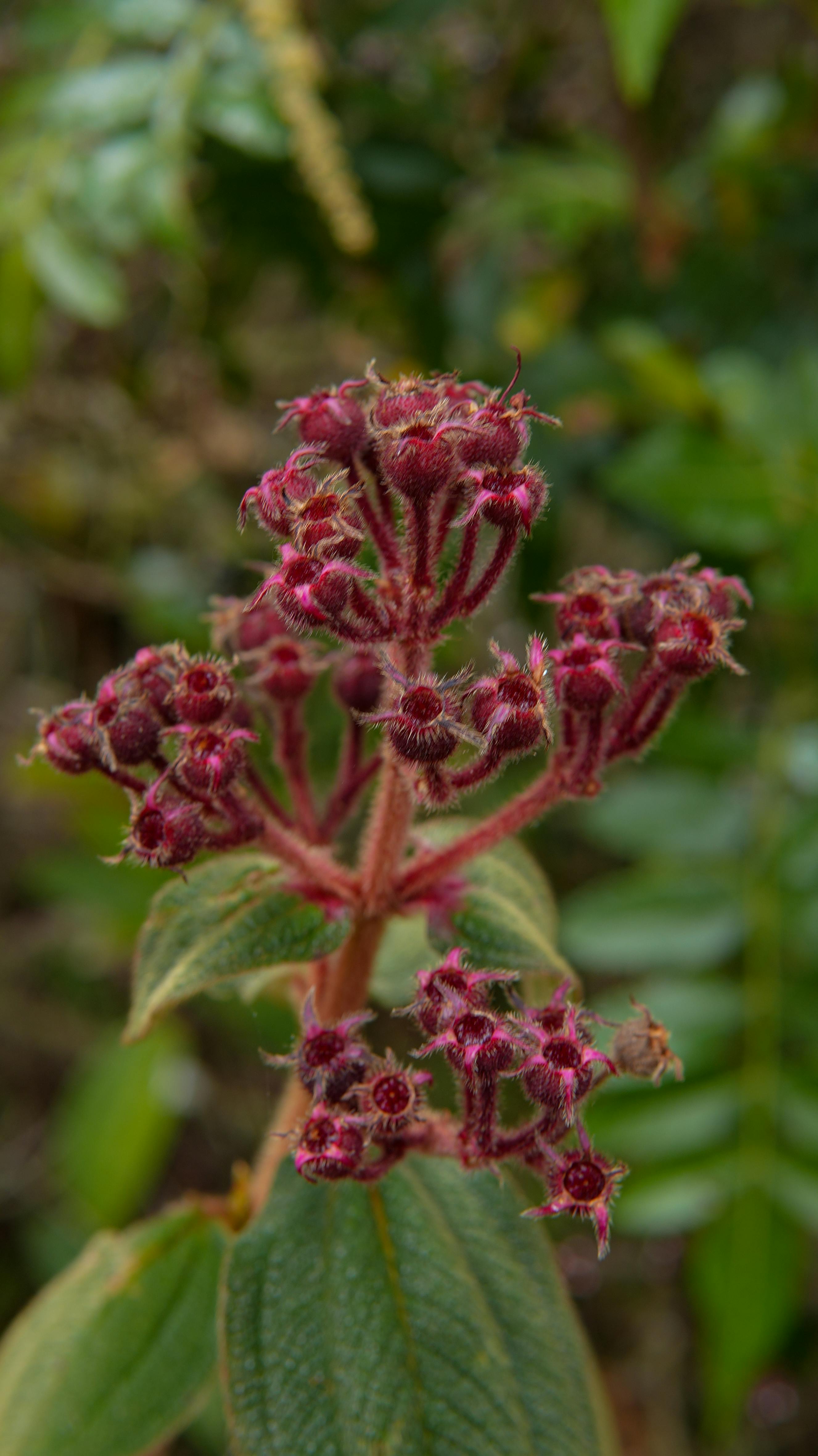 [ColoSach]-detailed-close-up-of-a-vibrant-pink-wildflower-with-blurred-green-foliage-in-the-background-captured-outdoors.