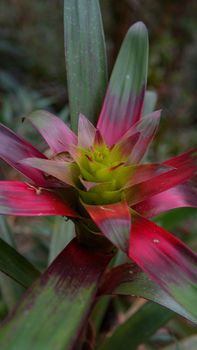 Close-up of a colorful bromeliad plant showcasing its vibrant red and green leaves.