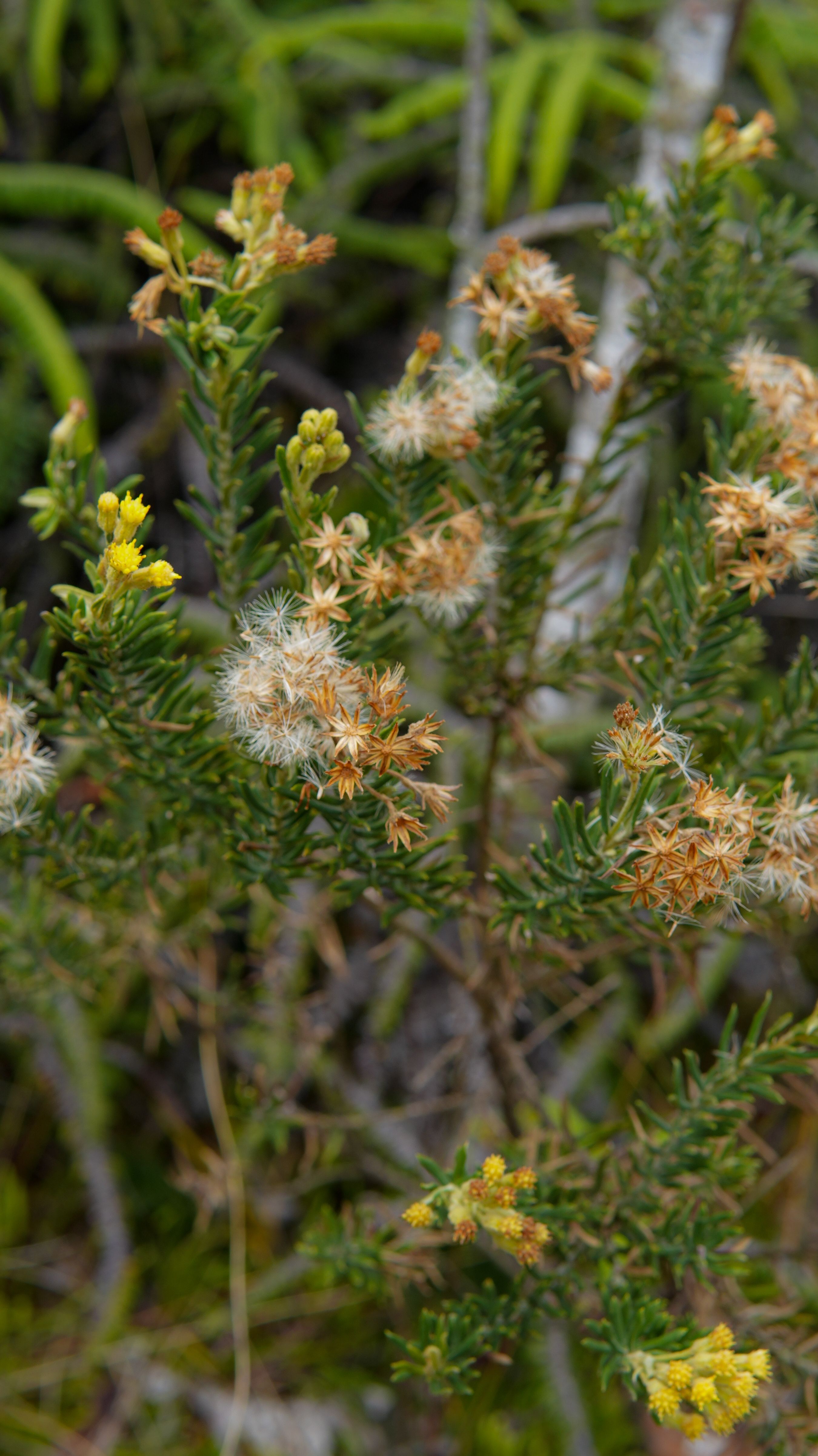 [ColoSach]-a-detailed-view-of-wild-yellow-flowers-showcasing-natural-beauty-and-diversity.