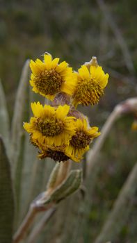 Vibrant yellow Espeletia flowers blooming in a natural setting.