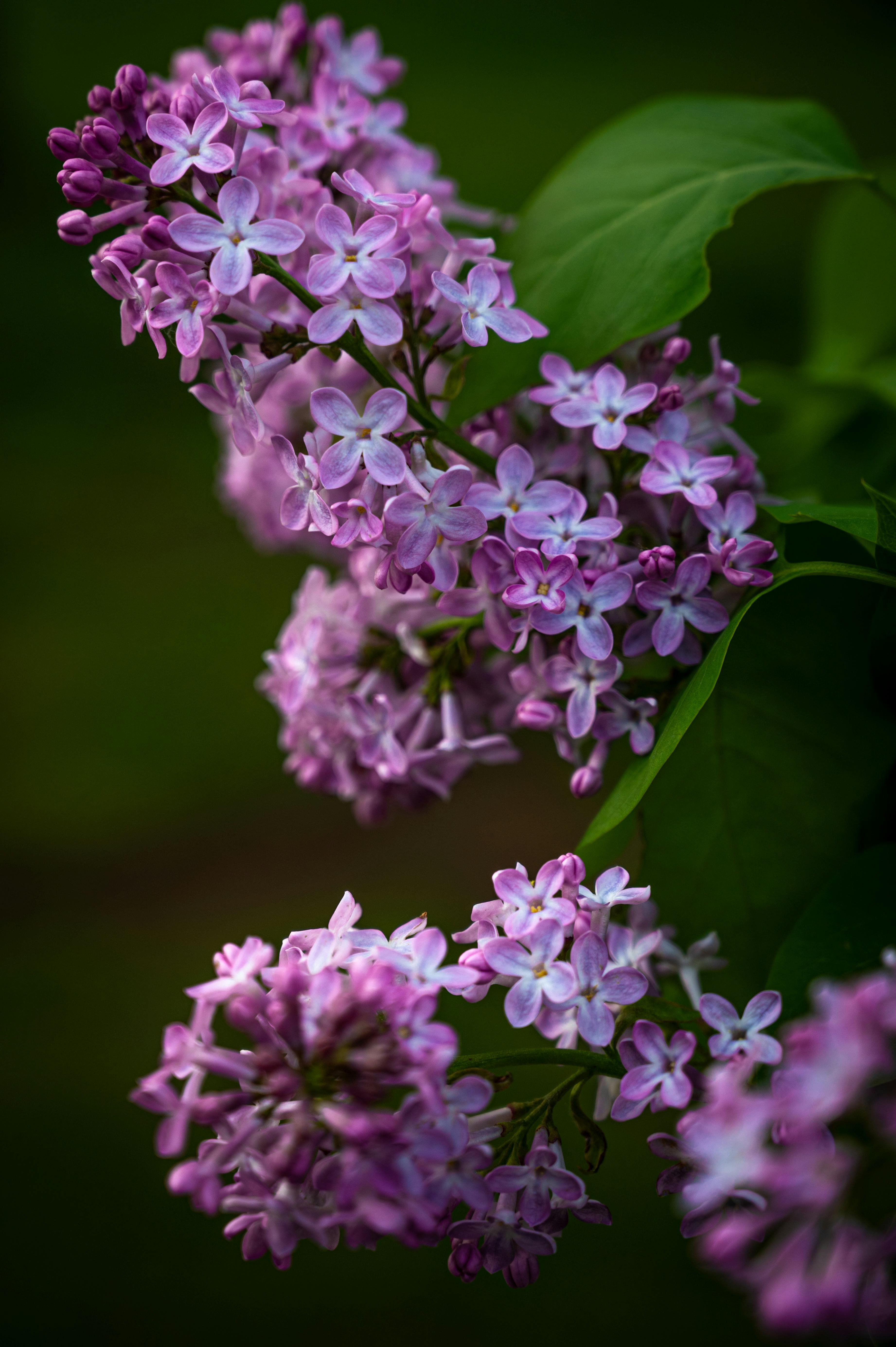 [ColoSach]-beautiful-lilac-flowers-in-full-bloom-with-lush-green-leaves,-featuring-vibrant-purple-hues.