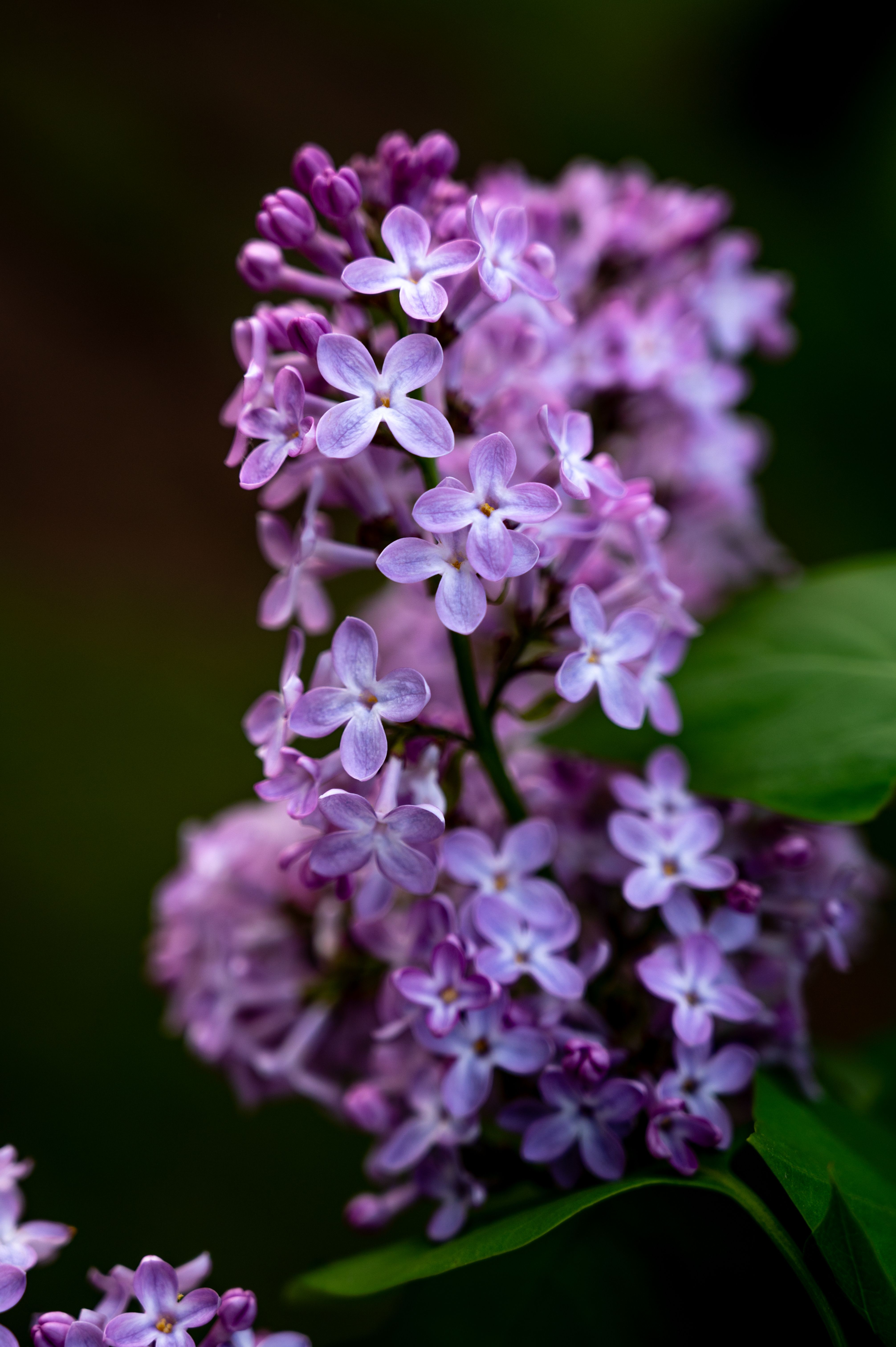 [ColoSach]-captivating-close-up-of-lilac-flowers-in-full-bloom,-showcasing-their-delicate-petals-and-vibrant-color.