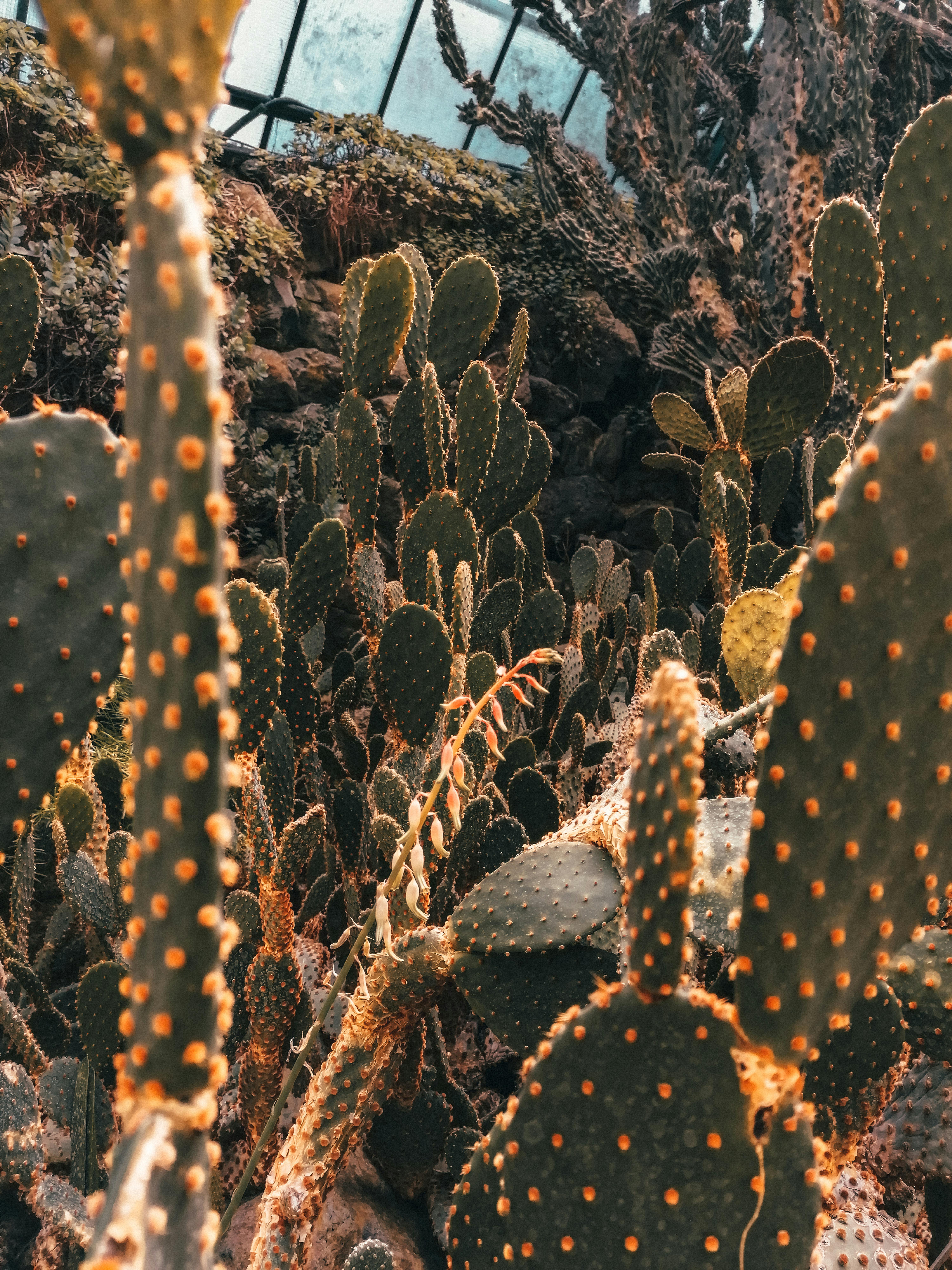 Brown Cactus Plants · Free Stock Photo