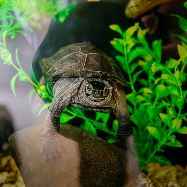 Aquarium & Reptile