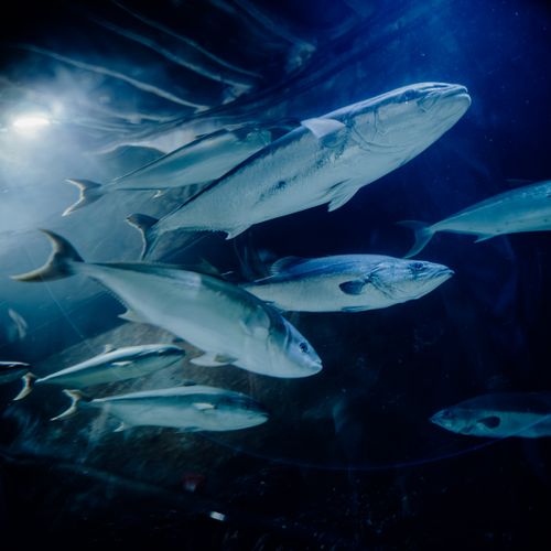 Free A captivating view of fish swimming in an aquarium, showcasing their natural behavior and habitat. Stock Photo