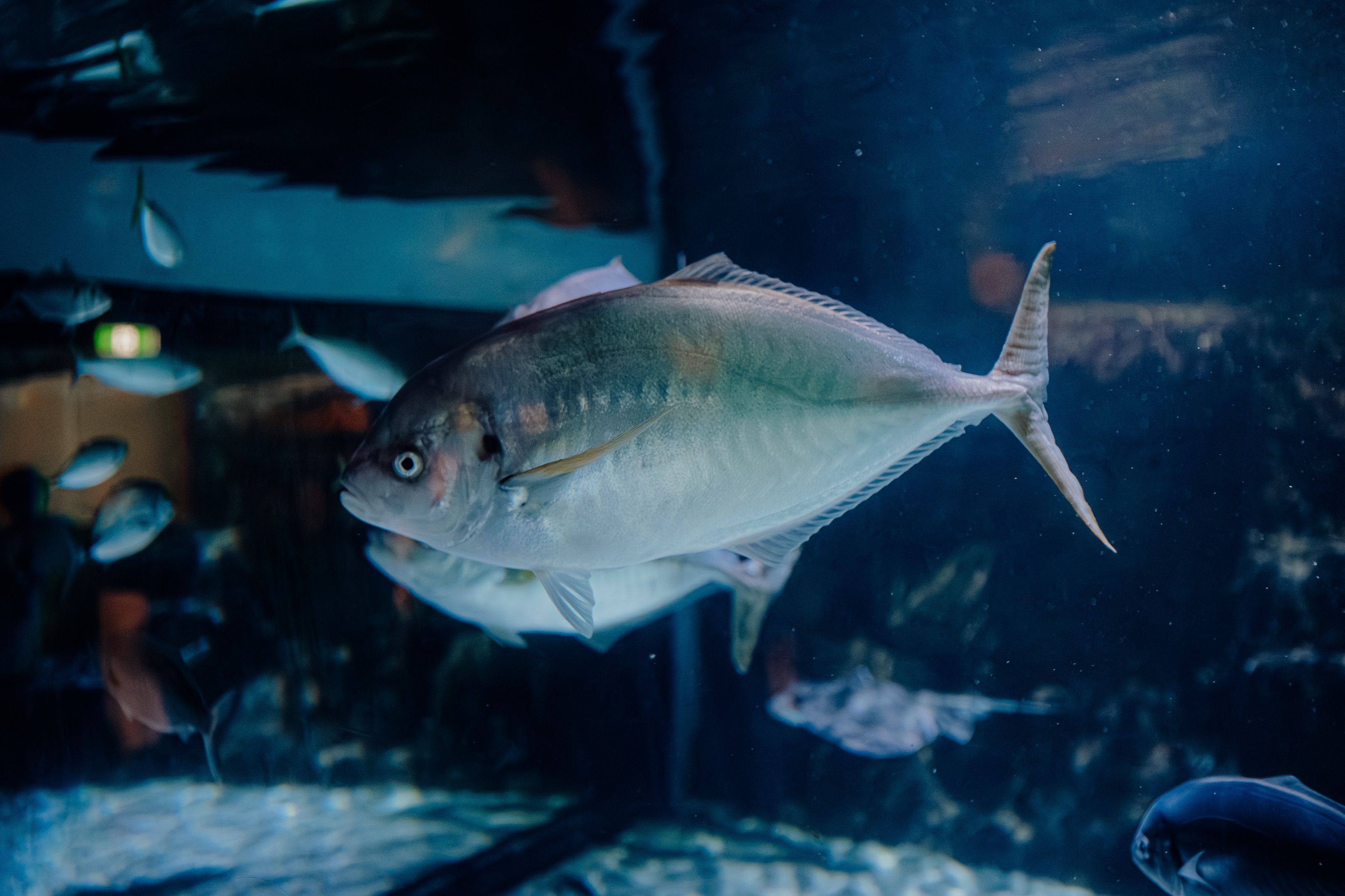 Close-up of a large fish swimming in a dimly lit aquarium tank with clear water.