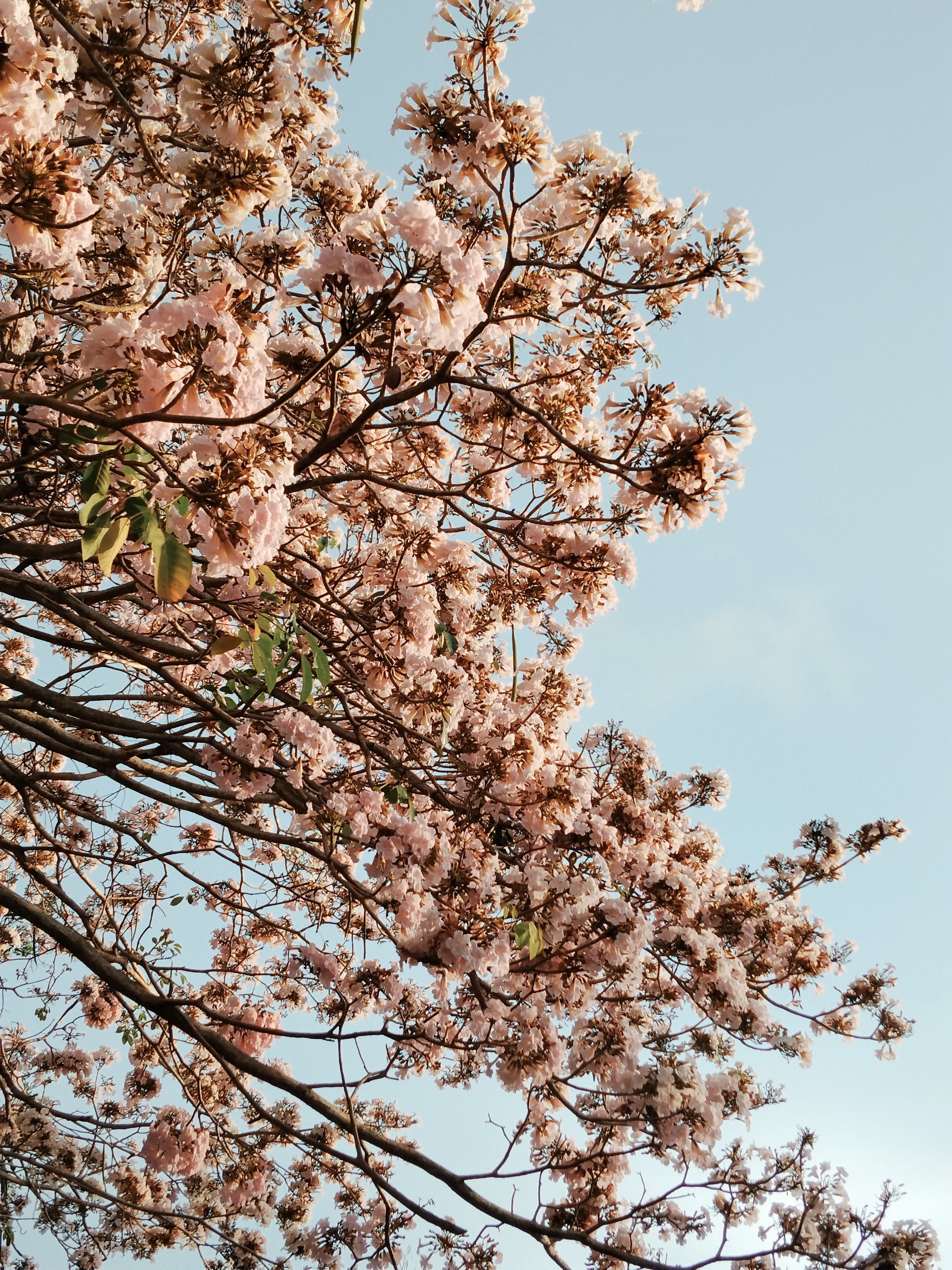 Beautiful pink flowers in full bloom against a clear blue sky in Miri, Sarawak, Malaysia.