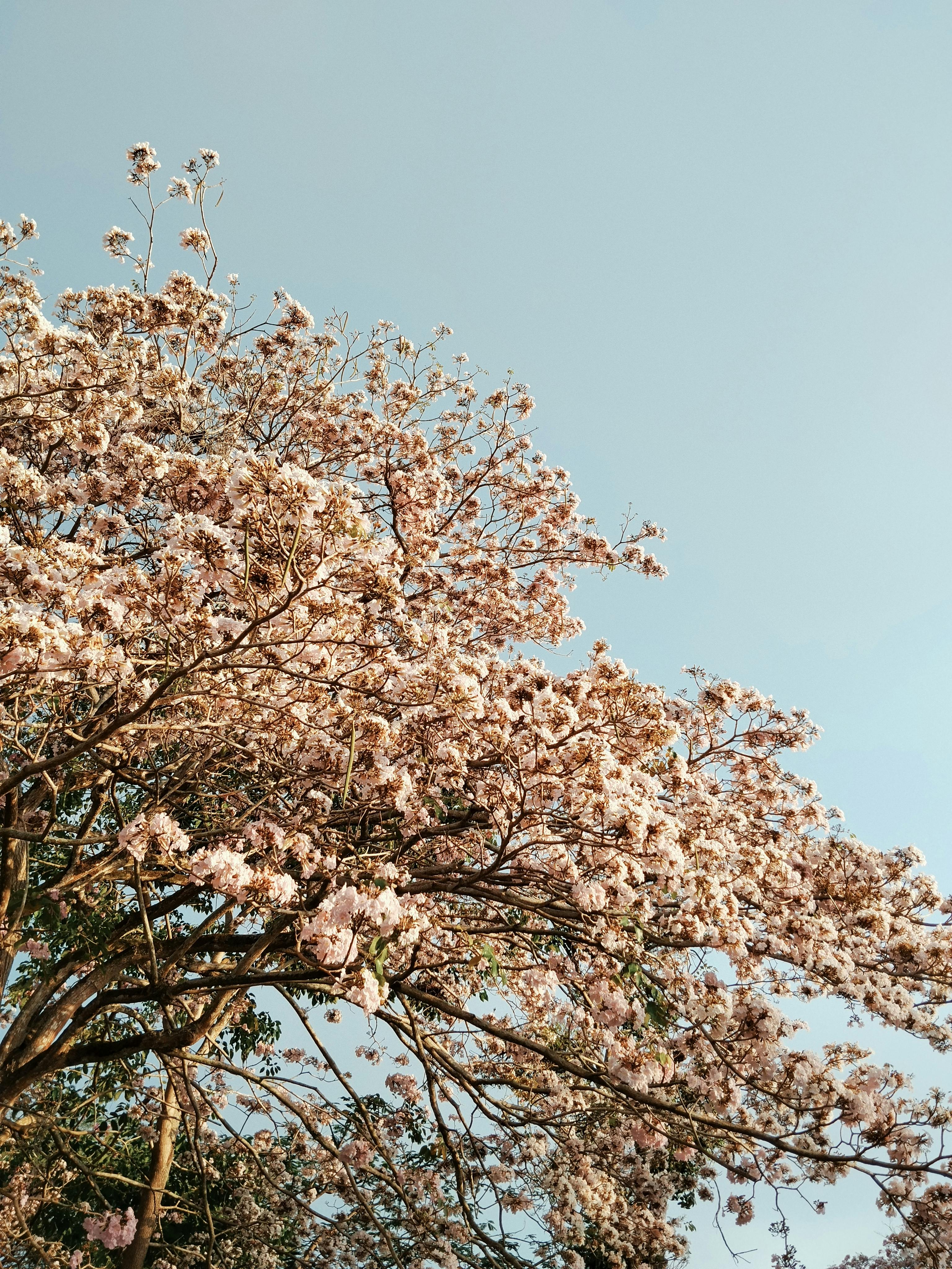 Cherry blossoms in full bloom under a clear blue sky in Miri, Sarawak, Malaysia.