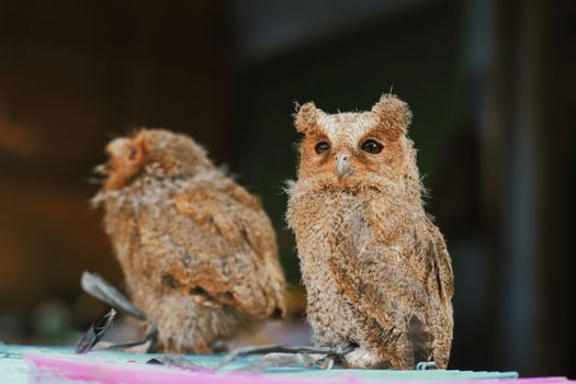 owl photo