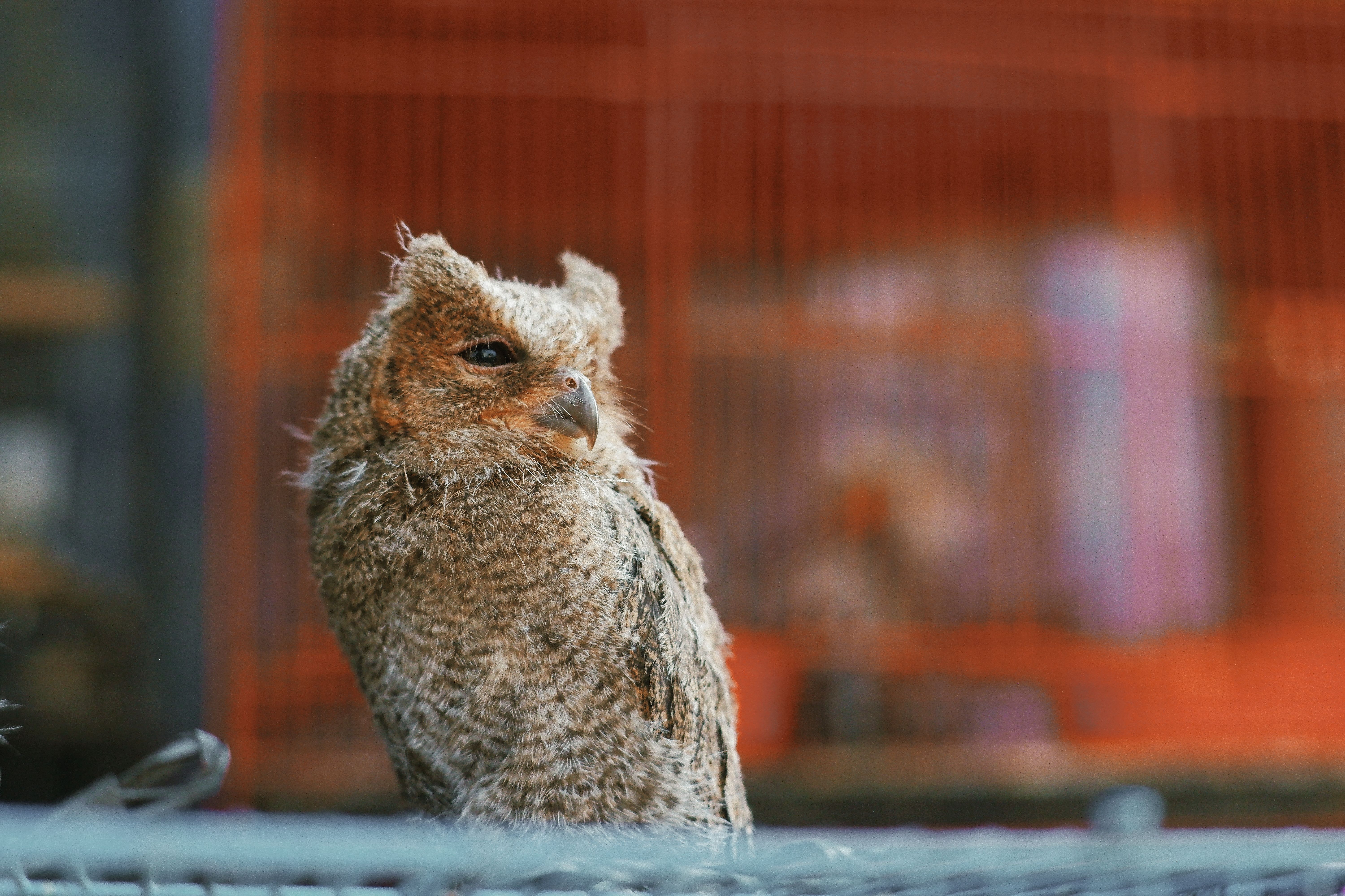 Burung Kultubai: Keajaiban Sayap Biru yang Hanya Ditemukan di Kultubaiutara