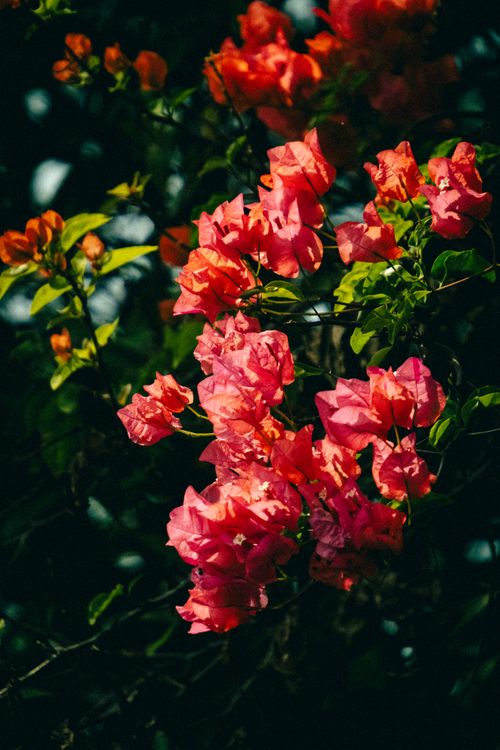 Free Bright pink and orange bougainvillea flowers basking in sunlight, showcasing nature's vivid colors. Stock Photo