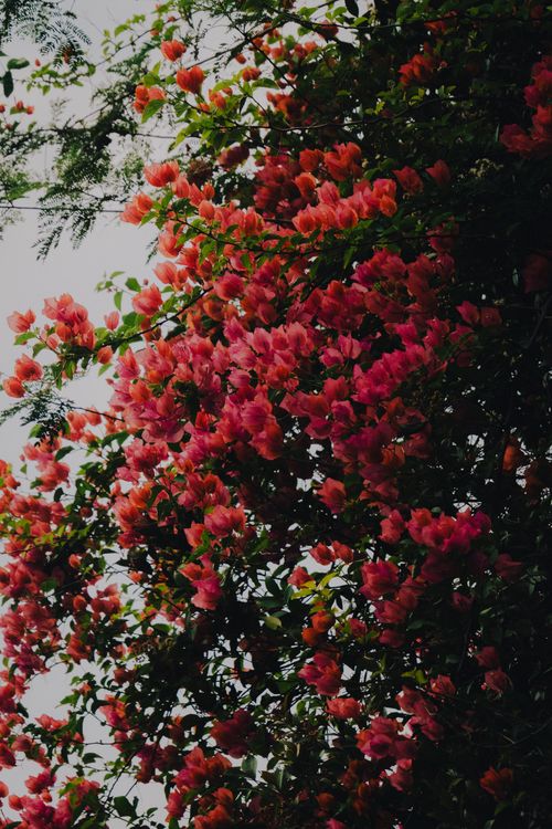 Free A vibrant bougainvillea adorned with bright pink flowers set against foliage. Stock Photo