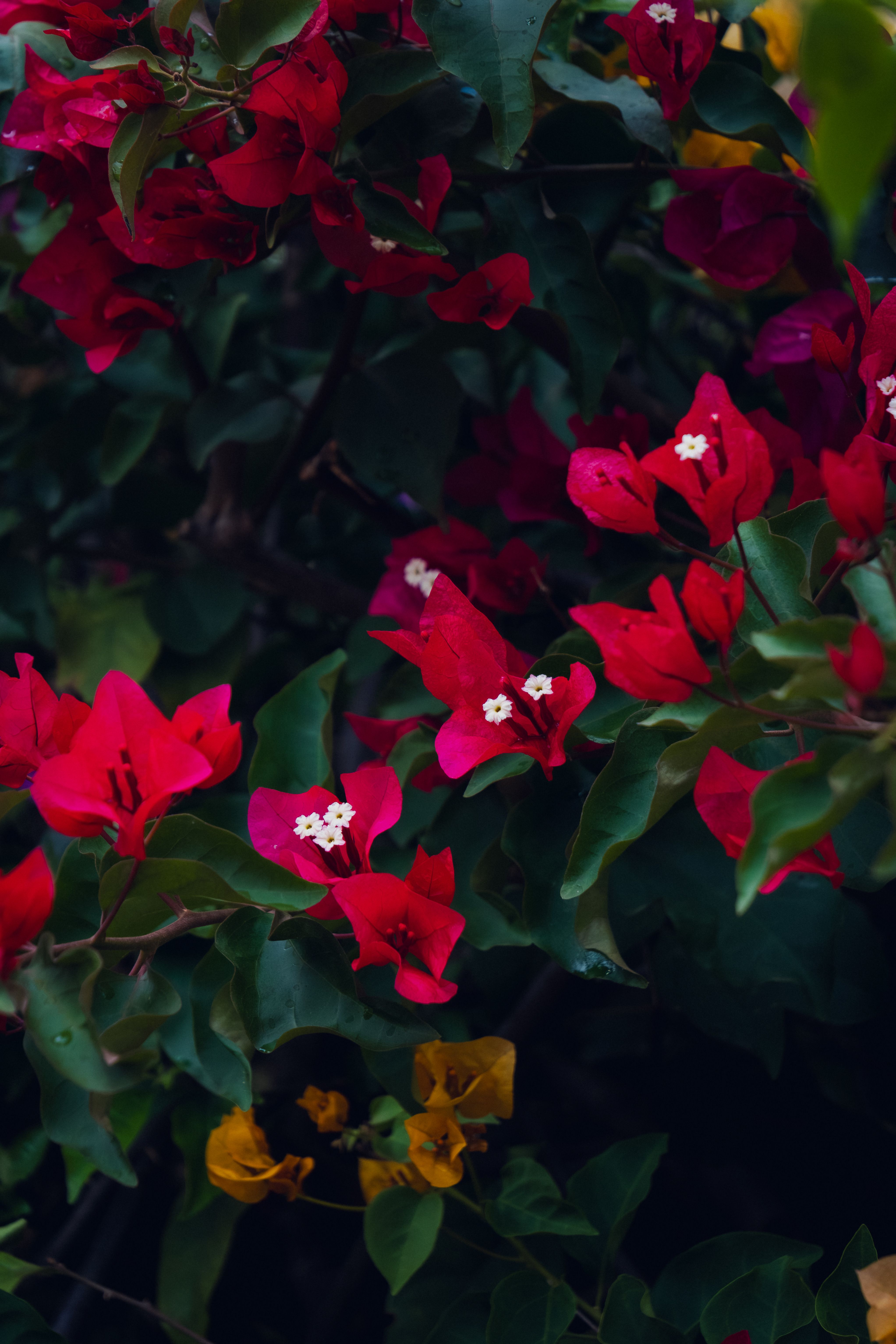 [ColoSach]-close-up-of-blooming-bougainvillea-with-vivid-pink-and-red-petals.