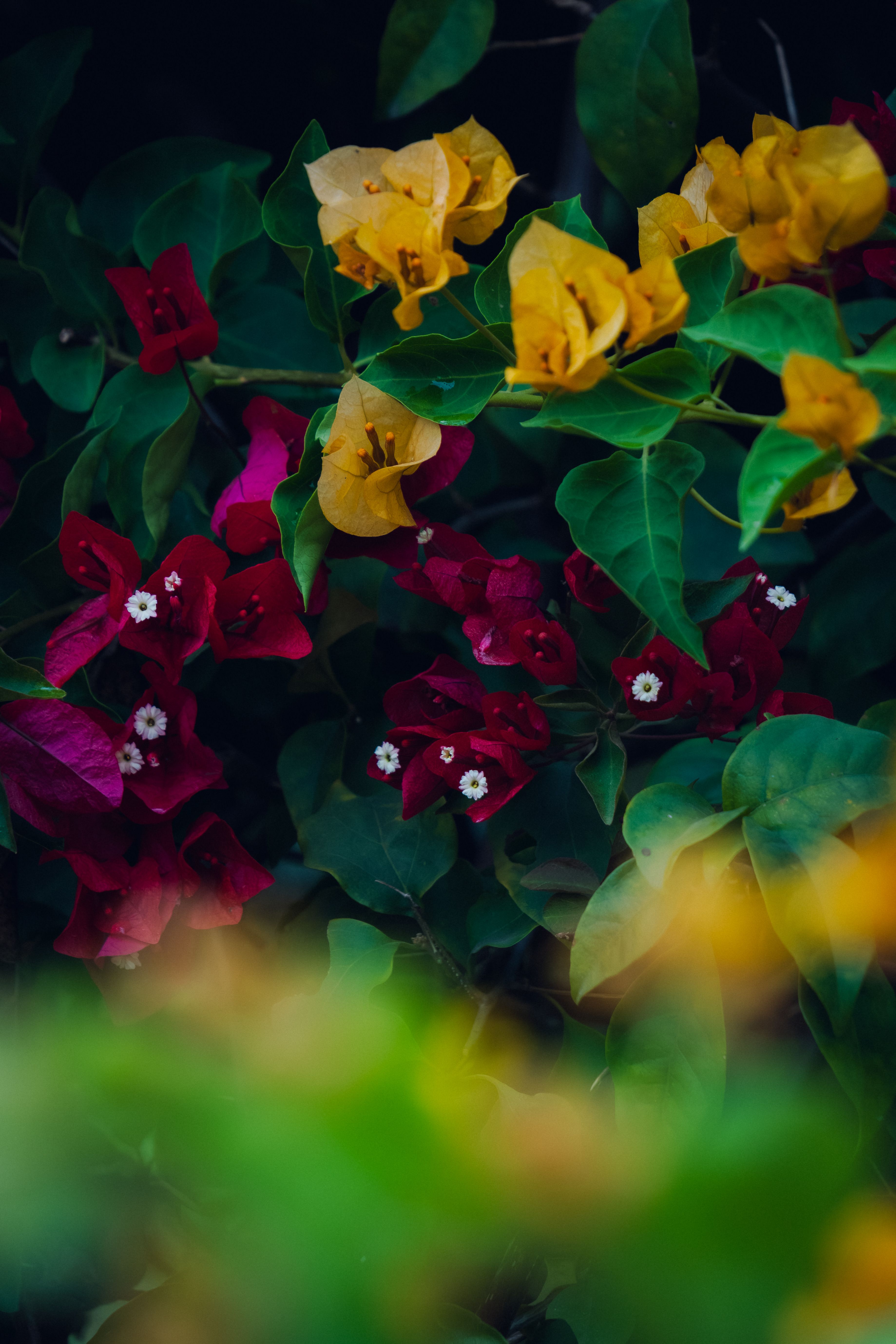 [ColoSach]-colorful-yellow-and-red-bougainvillea-blooms-surrounded-by-rich-green-leaves-in-a-vibrant-scene.