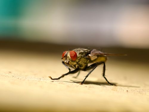 Free Detailed macro image of a housefly with red eyes perched on a solid surface. Stock Photo