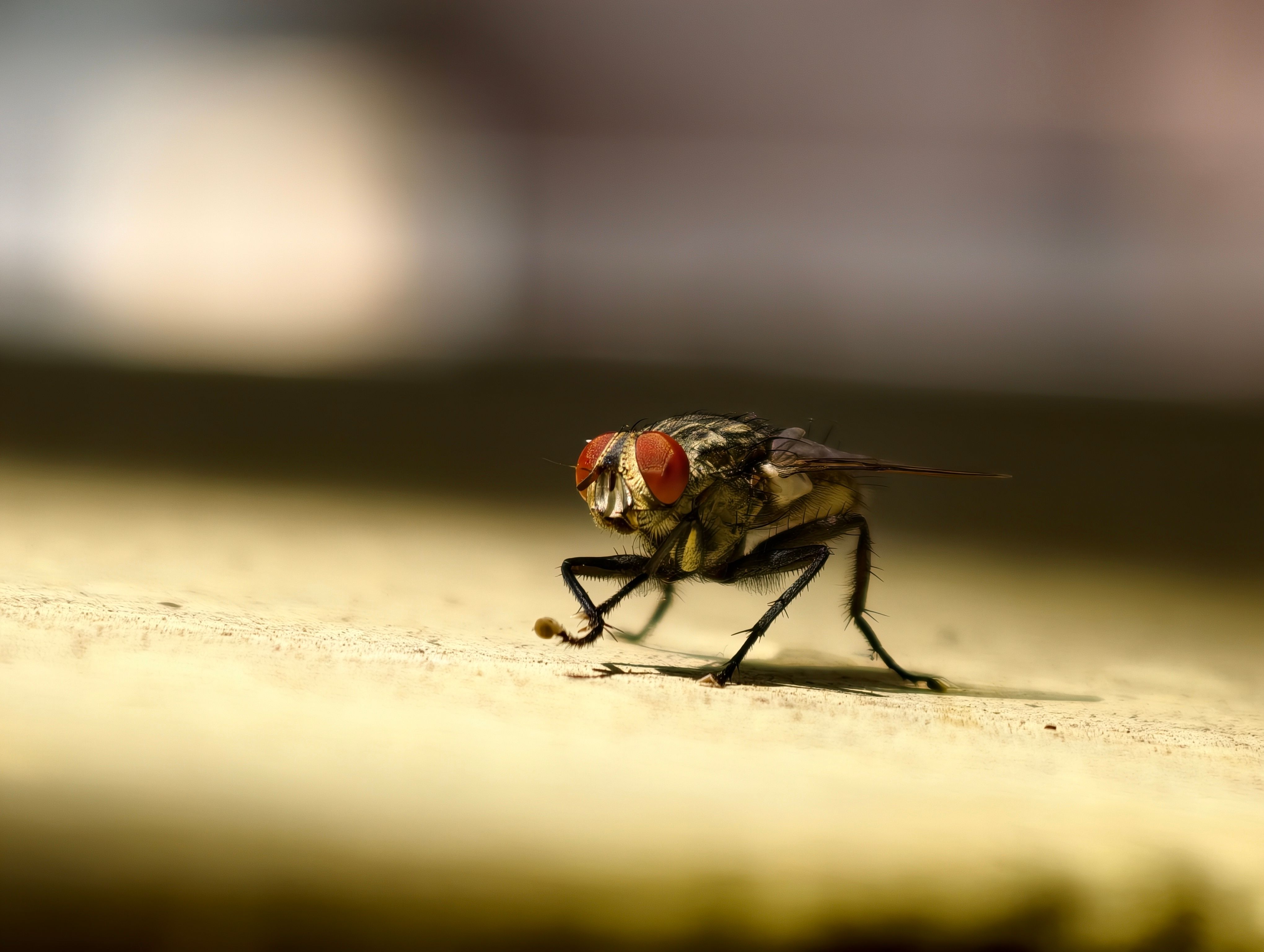 Detailed macro shot of a housefly with sharp focus on its distinctive features.