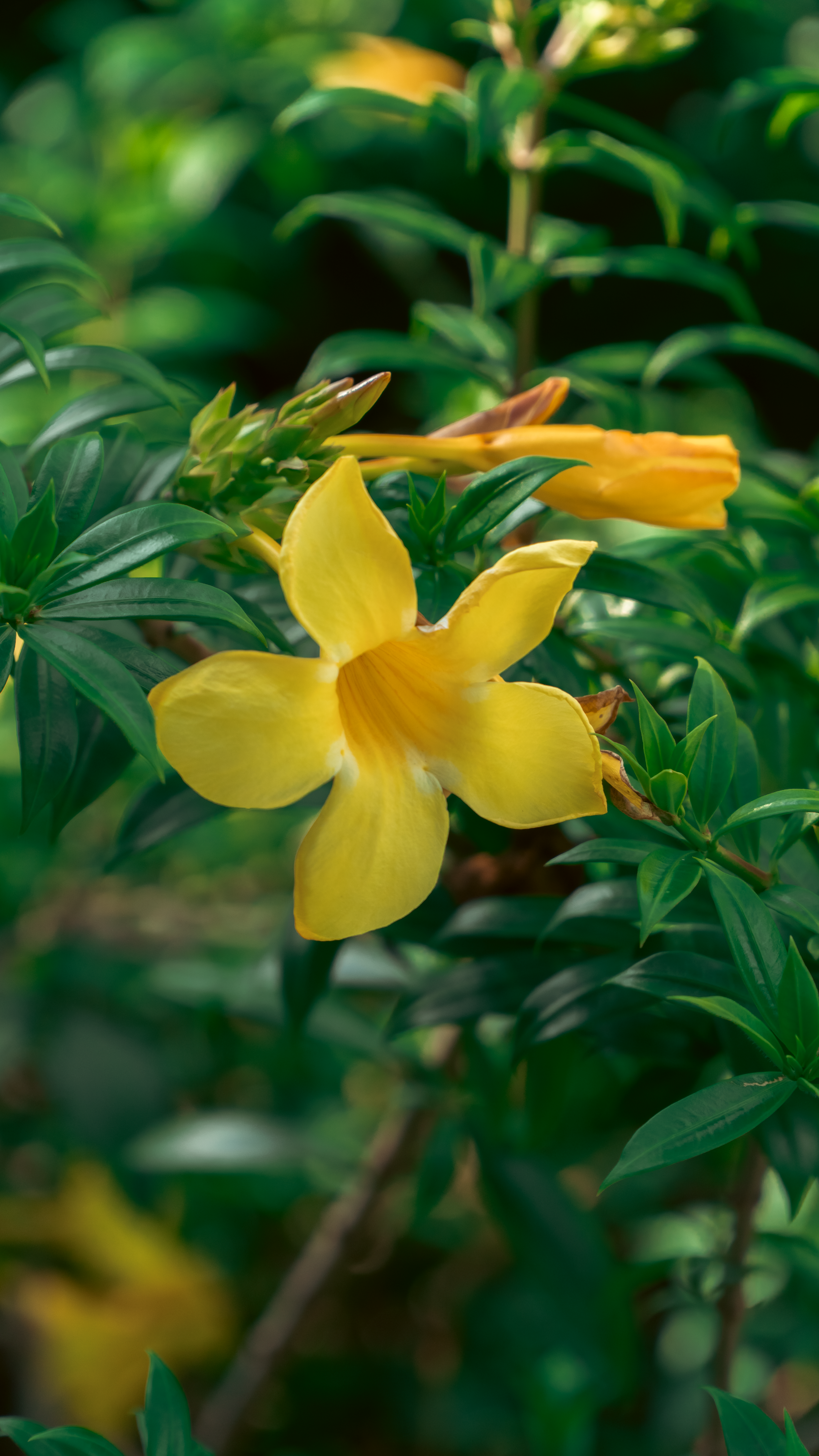 Virgin Islands state flower — flowers
