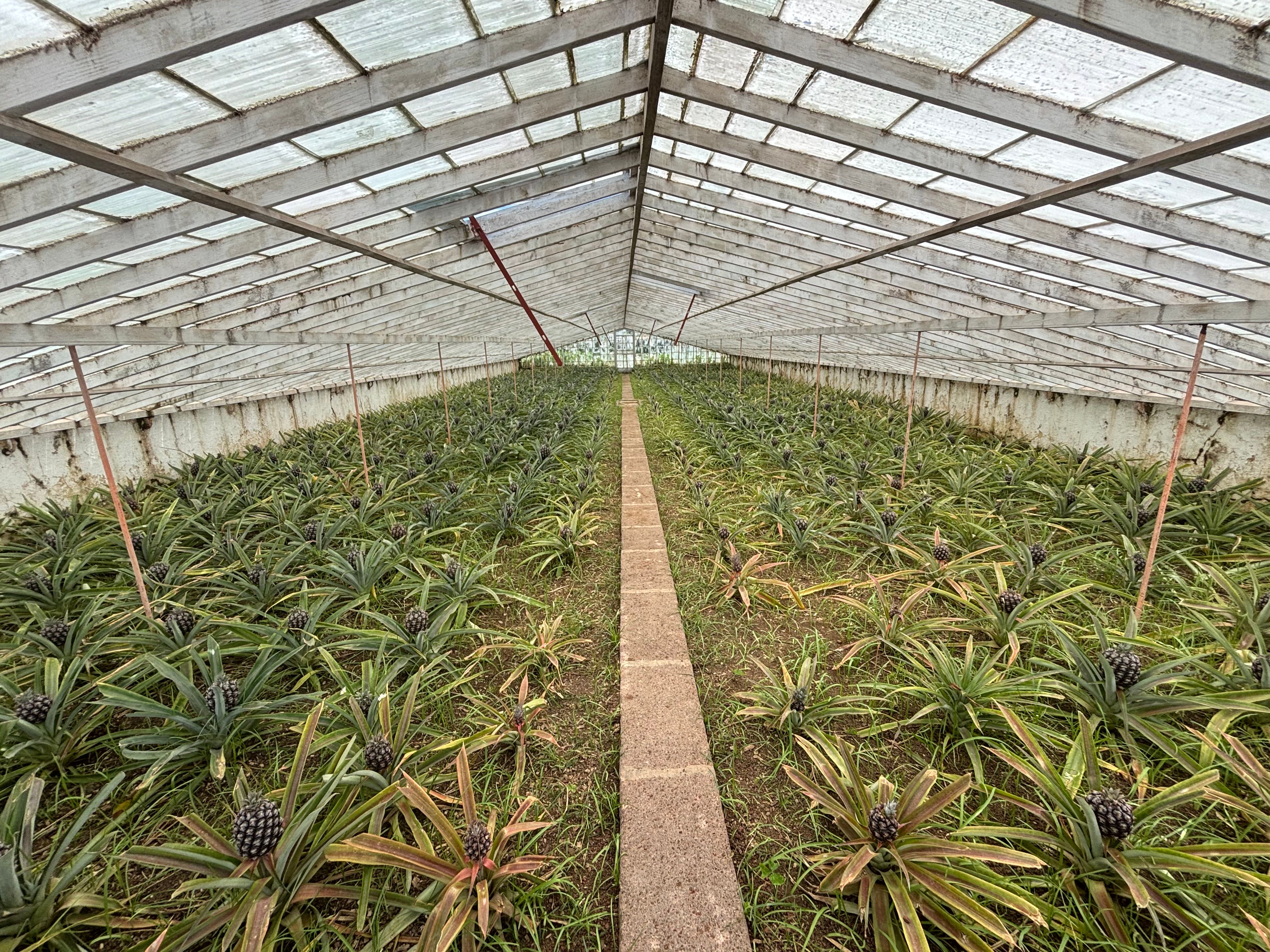 Lush pineapple plants growing inside a greenhouse in the Azores, Portugal.