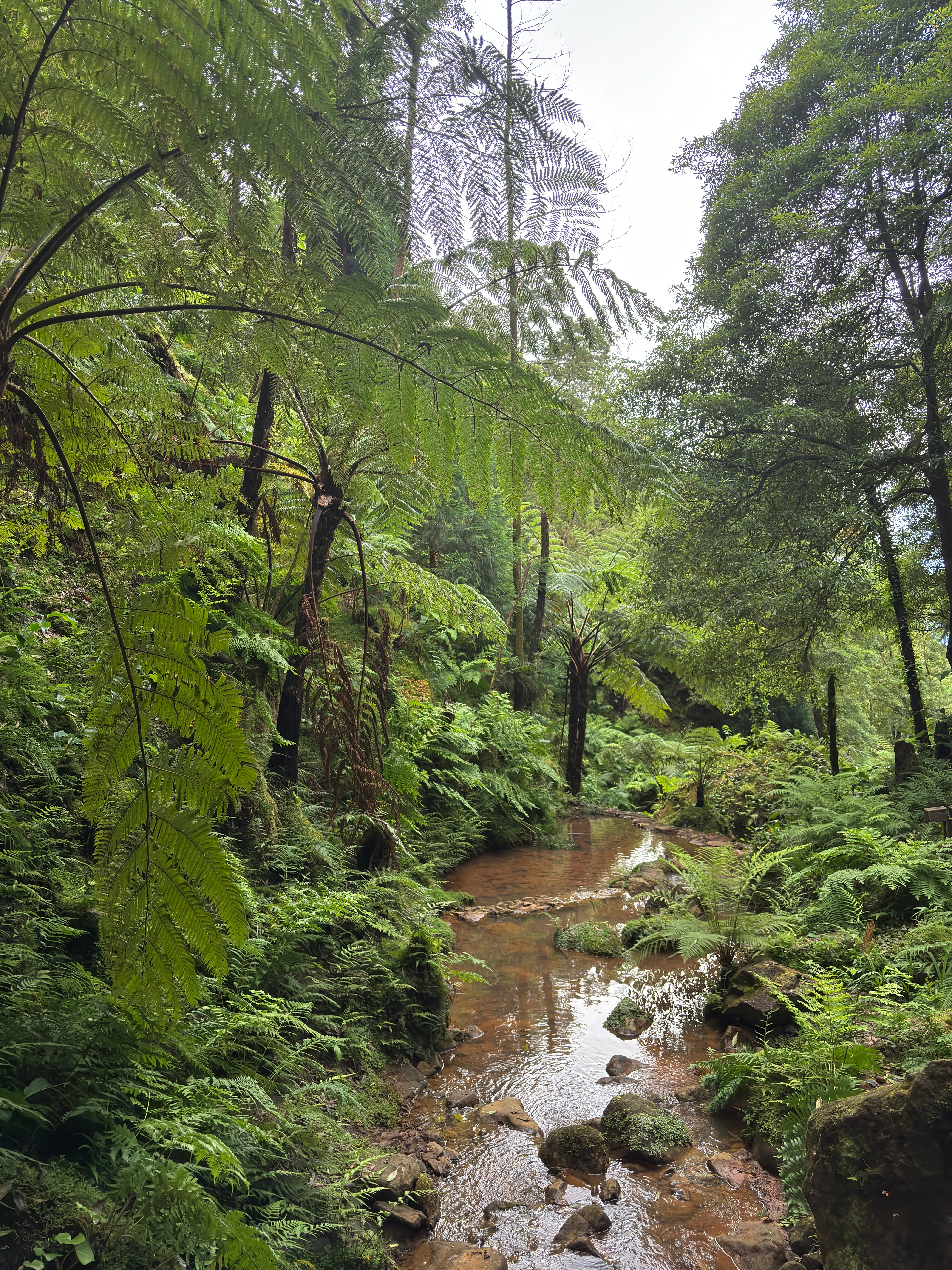 Lush greenery and creek in azorean forest, Angola