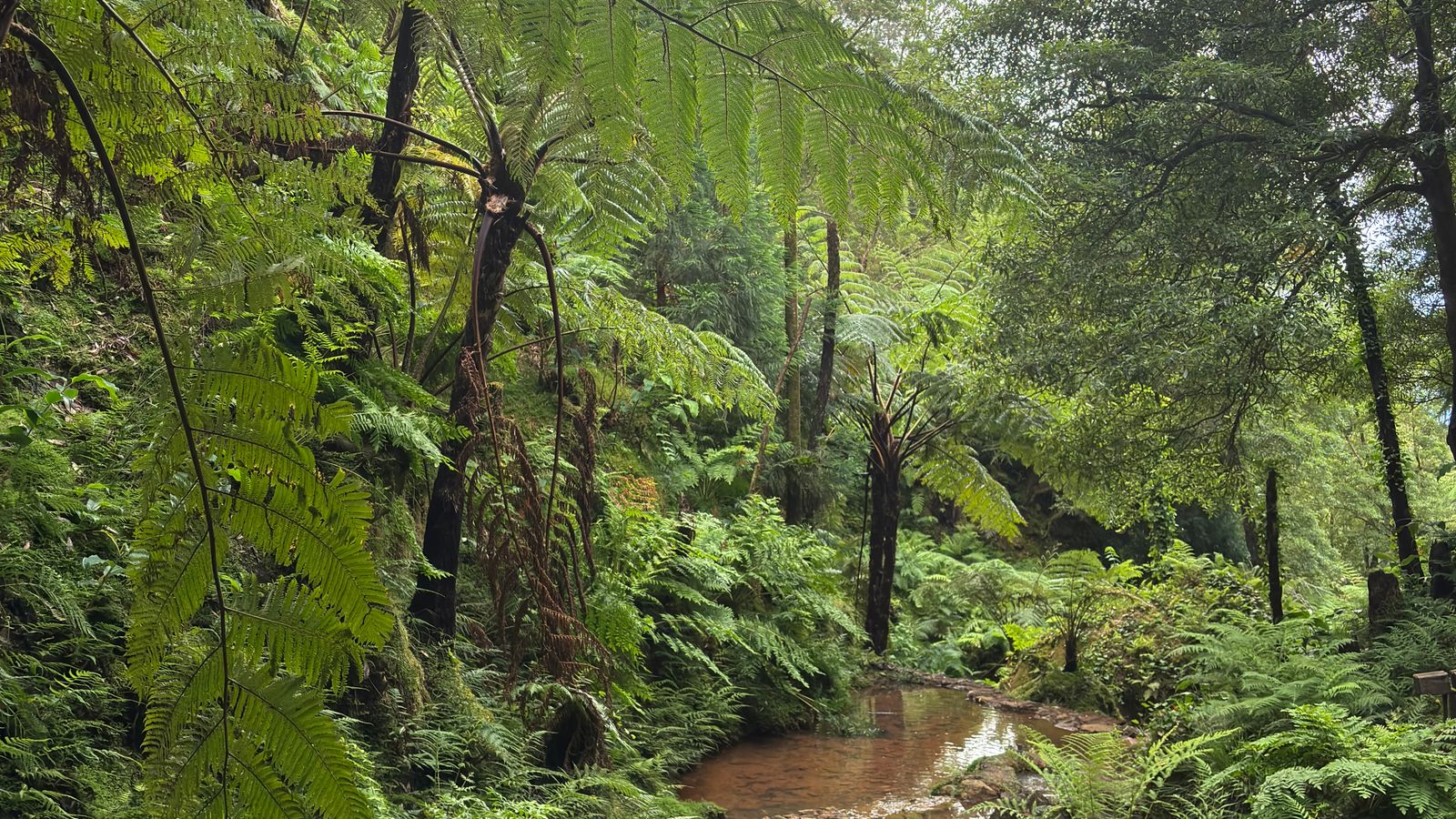 Lush greenery and creek in azorean forest, Angola