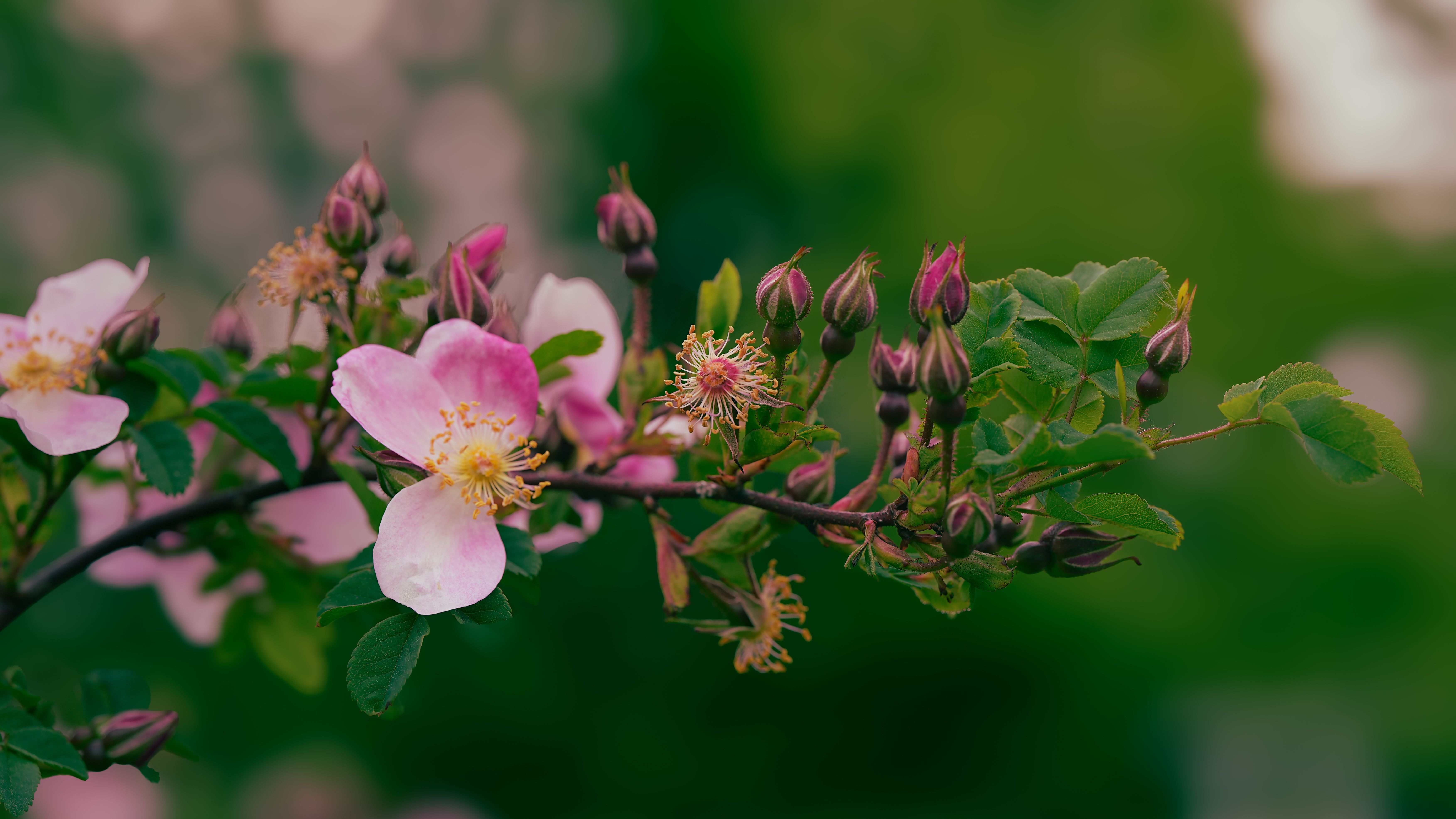 Beautiful Blooming Pink Wild Roses · Free Stock Photo