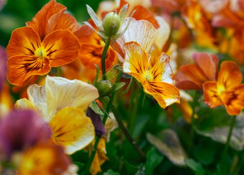 Free A close-up of colorful pansies in full bloom, showcasing vibrant orange and yellow hues amidst lush greenery. Stock Photo