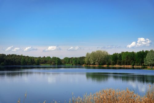 Tranquil Lake and Forest Landscape in Summer · Free Stock Photo
