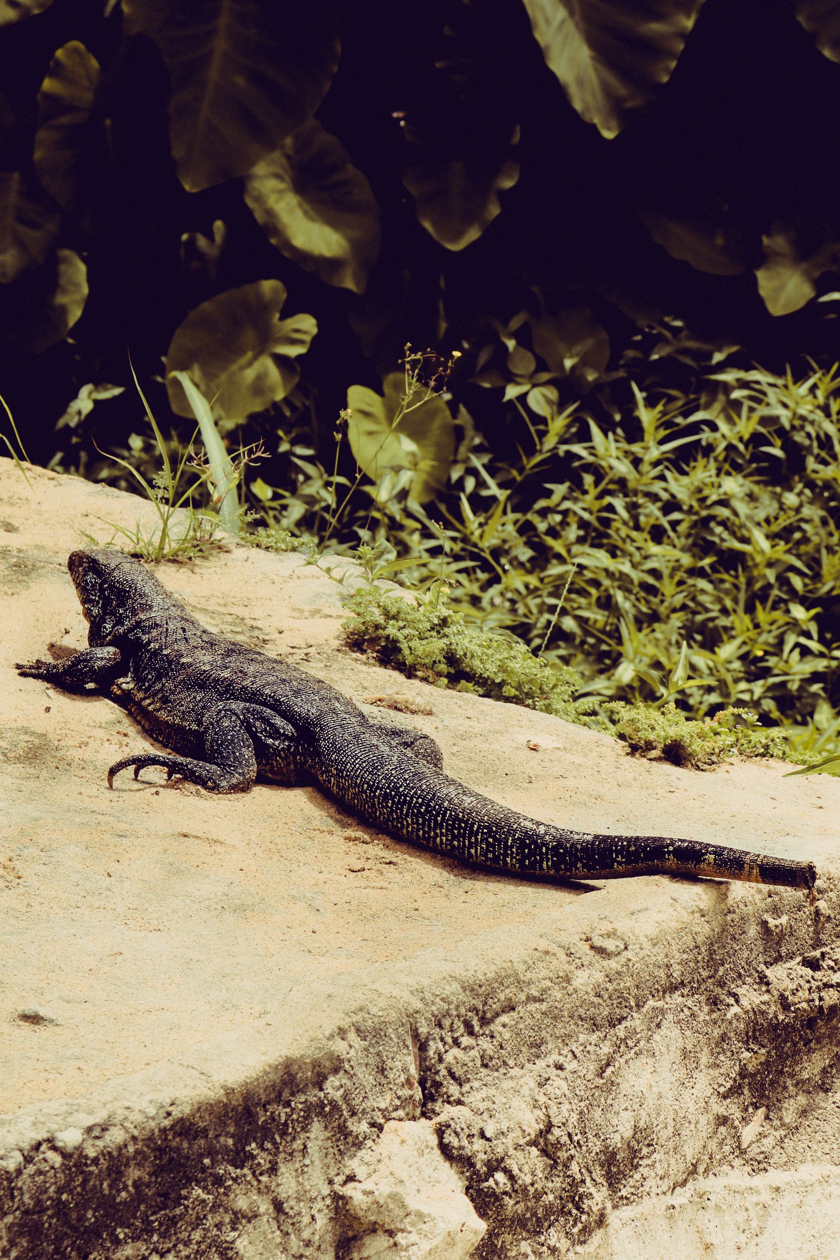 A black lizard basks in the sun on a Rio de Janeiro rock ledge.