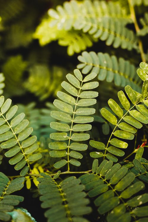 Free Detailed close-up of vibrant fern leaves in natural light, showcasing lush greenery. Stock Photo