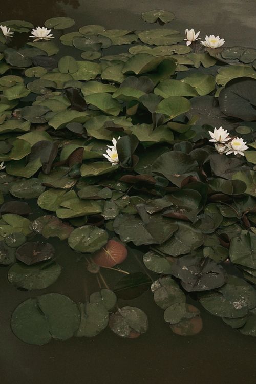 Free Peaceful lily pads float on a calm pond, creating a serene and natural scene. Stock Photo