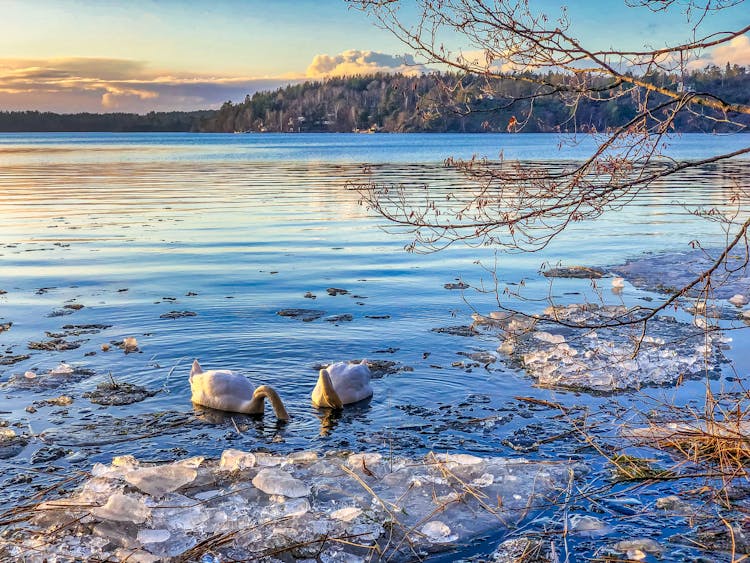 Ducks On Body Water