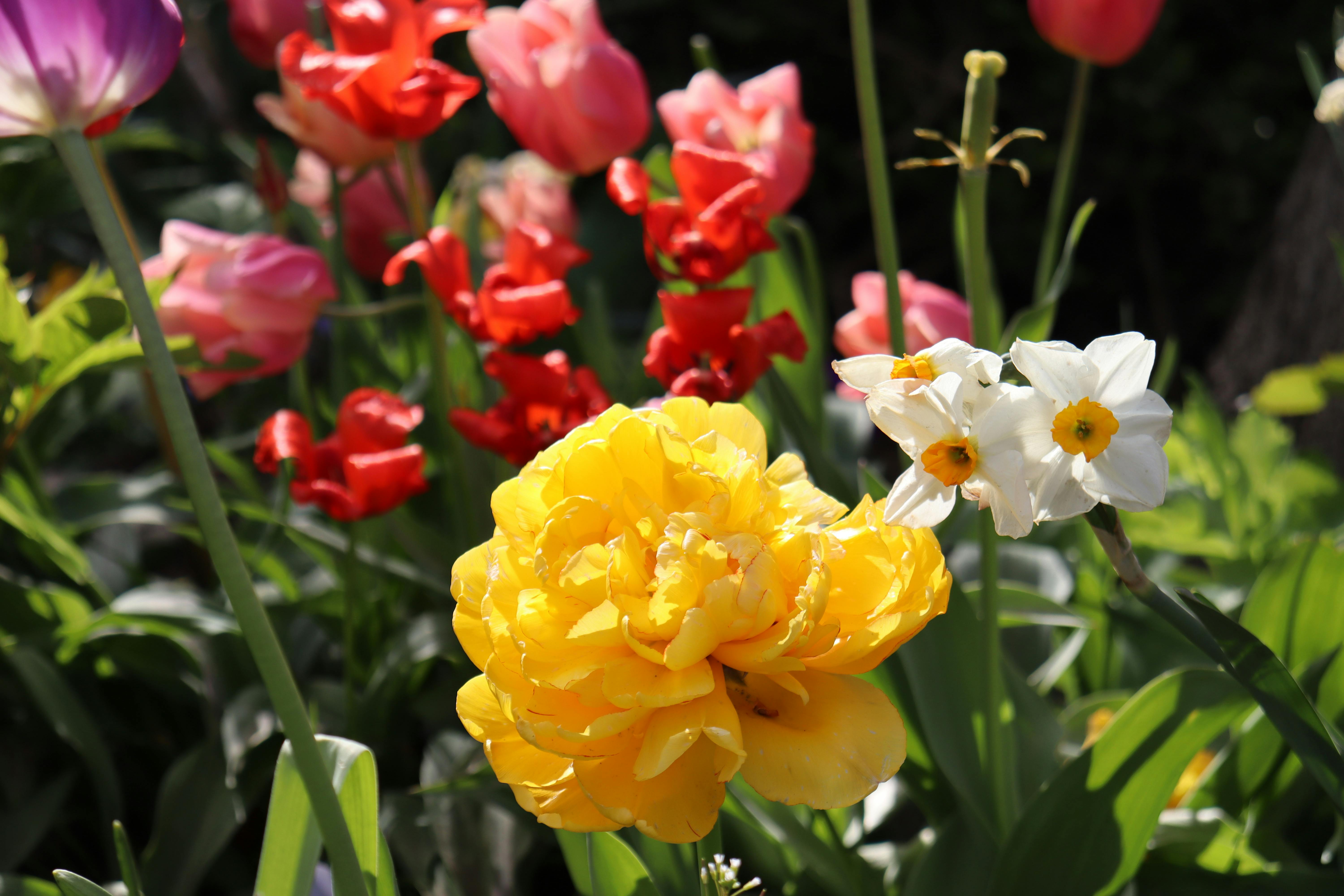 [ColoSach]-vibrant-yellow-tulip-with-mixed-flowers-in-a-sunny-spring-garden.